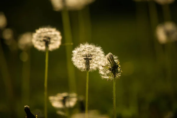 春の終わりの白いふわふわのタンポポの頭 花の種はすぐに飛び去る — ストック写真