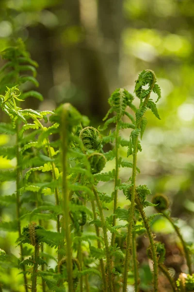 Bella Fresca Foglie Felce Verde Nel Bosco Primavera Verde Modello — Foto Stock