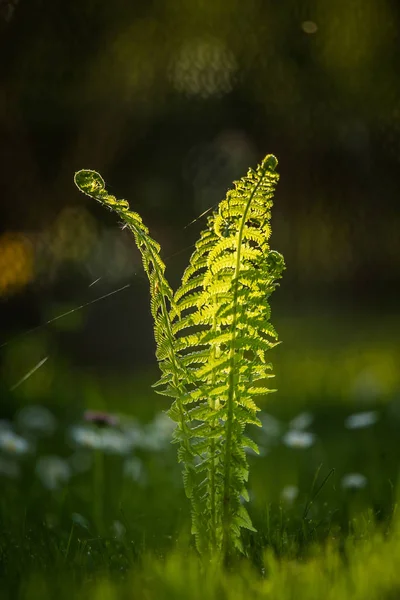 Belles Feuilles Fraîches Fougère Verte Dans Forêt Printemps Modèle Naturel — Photo