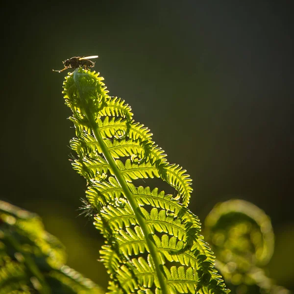 Vackra Fräscha Gröna Ormbunksblad Skogen Våren Grönt Natur Mönster — Stockfoto