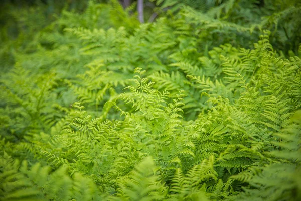 Beautiful Fresh Green Fern Leaves Forest Spring Green Natural Pattern — Stock Photo, Image