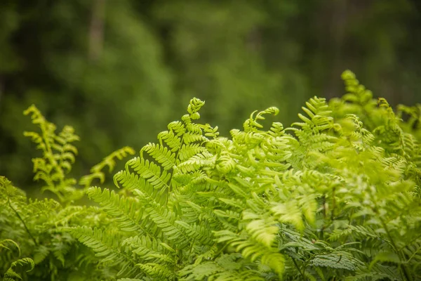 Hojas Helecho Hermosas Frescas Verdes Bosque Primavera Patrón Natural Verde —  Fotos de Stock