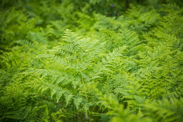 Beautiful Fresh Green Fern Leaves Forest Spring Green Natural Pattern — Stock Photo, Image