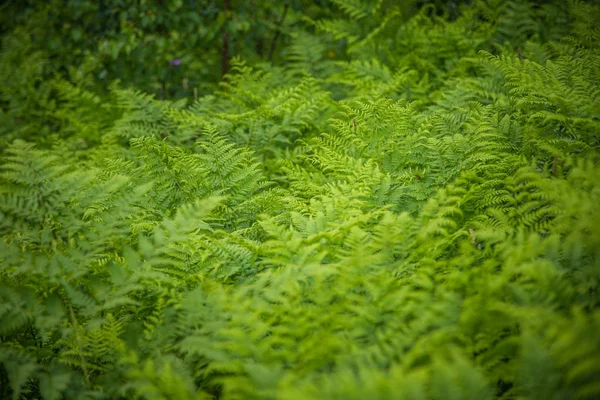 Hojas Helecho Hermosas Frescas Verdes Bosque Primavera Patrón Natural Verde — Foto de Stock