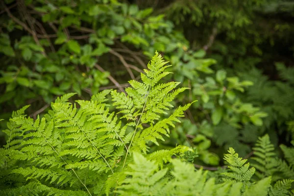 Piękne Świeże Zielone Liście Paproci Lesie Wiosnę Zielony Naturalny Wzór — Zdjęcie stockowe