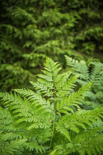 Piękne Świeże Zielone Liście Paproci Lesie Wiosnę Zielony Naturalny Wzór — Zdjęcie stockowe