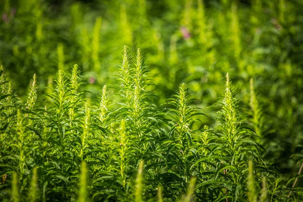 Alaska native fireweed growing near the forest. Before blossoming. Natural herbal tea.