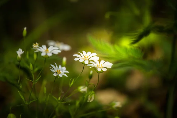 美丽的春花在树林中绽放 盛开的森林风光在近距离 — 图库照片