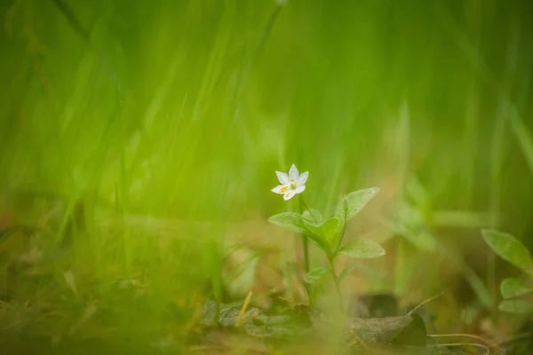 Прекрасный Весенний Цветок Цветущий Поляне Причудливый Пейзаж Леса Крупным Планом — стоковое фото