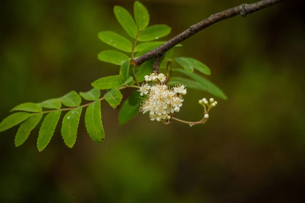 Mooie Lente Bloem Bloeien Hout Clearing Bloeiende Boslandschap Close — Stockfoto