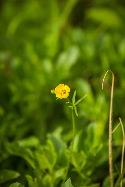 Beautiful Spring Flower Blooming Wood Clearing Blossoming Forest Scenery Close — Stock Photo, Image