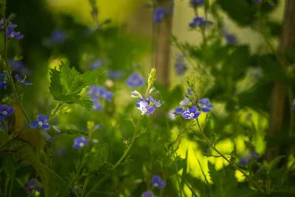 Schöne Frühlingsblume Die Auf Der Waldlichtung Blüht Blühende Waldkulisse Nahaufnahme — Stockfoto