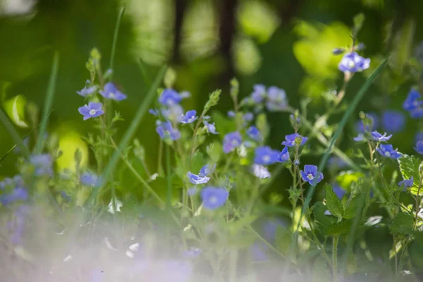 Schöne Frühlingsblume Die Auf Der Waldlichtung Blüht Blühende Waldkulisse Nahaufnahme — Stockfoto