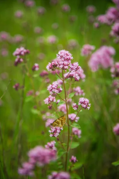 Hermosas Flores Orégano Púrpura Floreciendo Prado Natural Hierbas — Foto de Stock