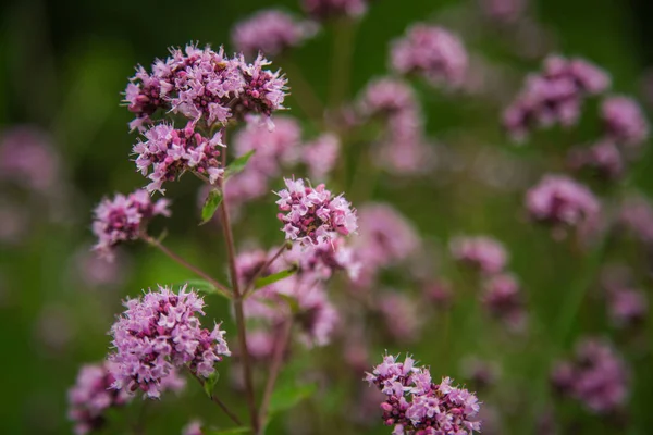 Hermosas Flores Orégano Púrpura Floreciendo Prado Natural Hierbas — Foto de Stock