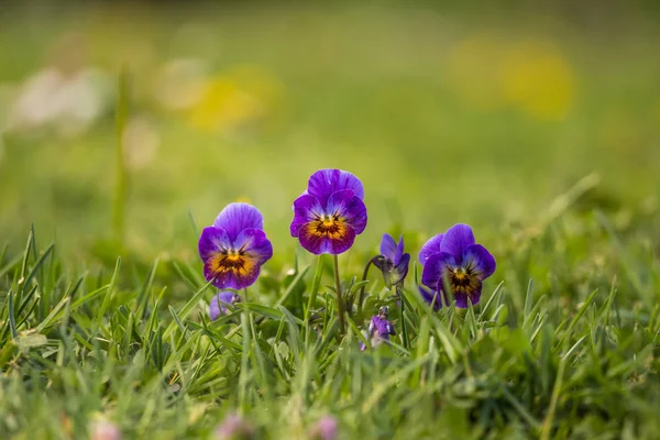 Vackra Brifgt Pansy Blommor Trädgården Färgglada Vårlandskap Med Blommor — Stockfoto