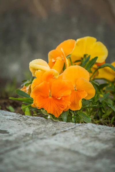 Прекрасні Квіти Бріфґан Саду Барвисті Весняні Пейзажі Квітами — стокове фото