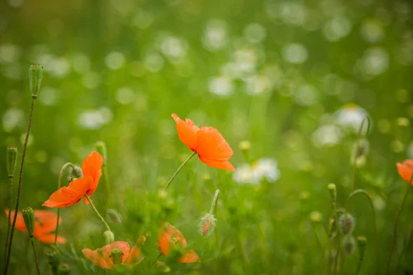 ดอกป อปป สวยงามส แดงป าบานในท งหญ ดอกไม — ภาพถ่ายสต็อก