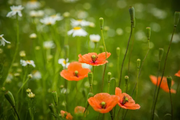 Beautiful Red Wild Poppies Blossoming Meadow Summer Flowers — Stock Photo, Image