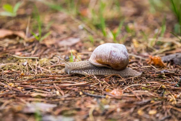 Belle Escargot Bordeaux Sur Sol Forêt Helix Pomatia Rampant Sur — Photo