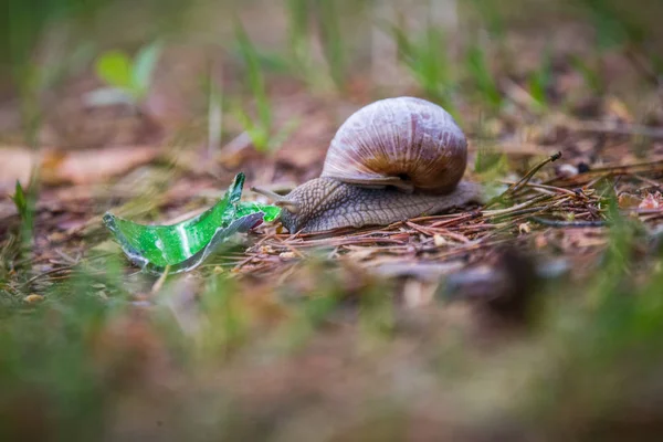 Hermoso Caracol Color Burdeos Suelo Del Bosque Helix Pomatia Arrastrándose —  Fotos de Stock