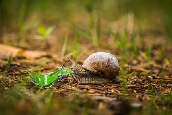 Hermoso Caracol Color Burdeos Suelo Del Bosque Helix Pomatia Arrastrándose — Foto de Stock