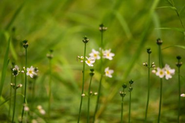 Güzel beyaz su mor bach çiçekleri orman gölet çiçek. Çiçeklerle suda yetişen doğal bitki.
