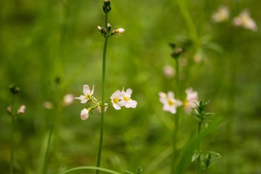 Güzel beyaz su mor bach çiçekleri orman gölet çiçek. Çiçeklerle suda yetişen doğal bitki.