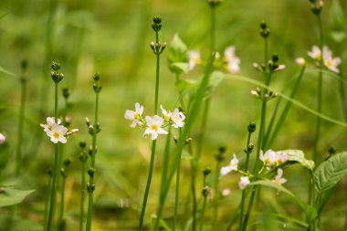 Güzel beyaz su mor bach çiçekleri orman gölet çiçek. Çiçeklerle suda yetişen doğal bitki.
