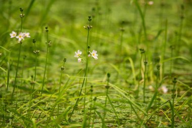 Güzel beyaz su mor bach çiçekleri orman gölet çiçek. Çiçeklerle suda yetişen doğal bitki.