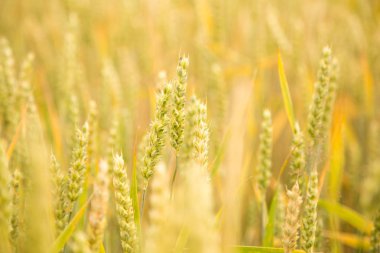 Güzel buğday tarlası yakın çekim, yakında olgunlaşıyor. Yaz aylarında çiftlik alanı.