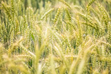 Güzel buğday tarlası yakın çekim, yakında olgunlaşıyor. Yaz aylarında çiftlik alanı.