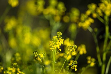 Güzel yabani şalgam çiçekleri tarlada çiçek açıyor. Doğal yaşam alanında yabani yenilebilir bitki groving.
