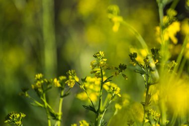 Güzel yabani şalgam çiçekleri tarlada çiçek açıyor. Doğal yaşam alanında yabani yenilebilir bitki groving.