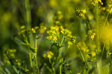 Güzel yabani şalgam çiçekleri tarlada çiçek açıyor. Doğal yaşam alanında yabani yenilebilir bitki groving.