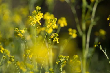 Güzel yabani şalgam çiçekleri tarlada çiçek açıyor. Doğal yaşam alanında yabani yenilebilir bitki groving.