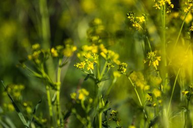 Güzel yabani şalgam çiçekleri tarlada çiçek açıyor. Doğal yaşam alanında yabani yenilebilir bitki groving.