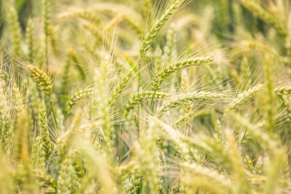 Schöne Weizenfelder Aus Nächster Nähe Bald Reif Bauernhof Sommer — Stockfoto