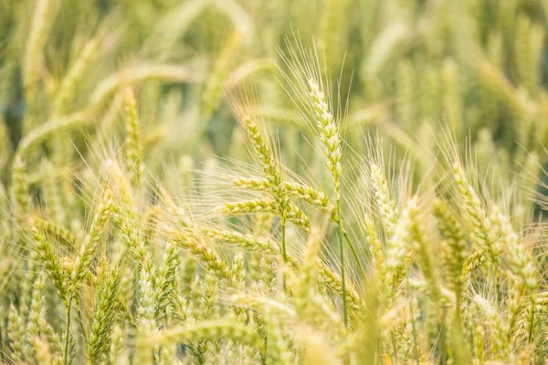 Schöne Weizenfelder Aus Nächster Nähe Bald Reif Bauernhof Sommer — Stockfoto