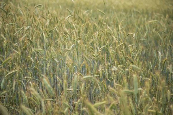 Красивое Пшеничное Поле Крупным Планом Скоро Созревает Фермерское Поле Летом — стоковое фото