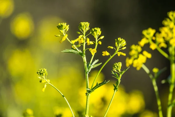 Mooie Wilde Raap Bloemen Bloeien Het Veld Wilde Eetbare Plant — Stockfoto