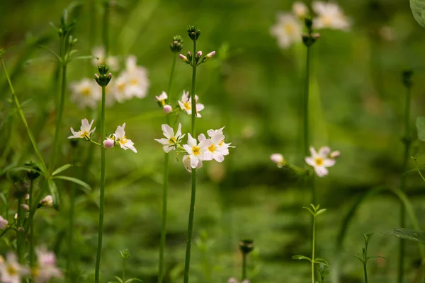 Mooie Witte Water Violet Bach Bloeit Bosvijver Natuurlijk Kruid Groeit Rechtenvrije Stockfoto's