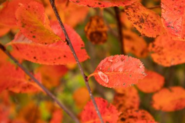 Sonbaharda Aronia çalılarının güzel kırmızı yaprakları. Bahçedeki parlak doğal desen. Letonya, Kuzey Avrupa.