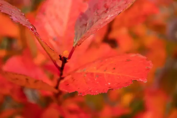 Восени Являється Чудове Червоне Листя Куща Аронії Яскравий Природний Візерунок — стокове фото