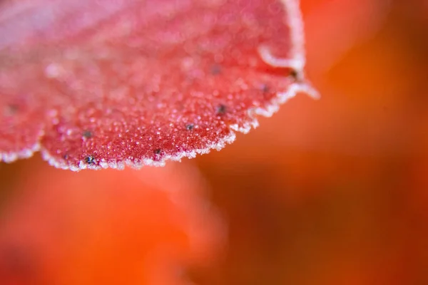 Vackra Röda Aronia Blad Med Frostig Kant Morgonscenen Trädgården Höstmorgon — Stockfoto