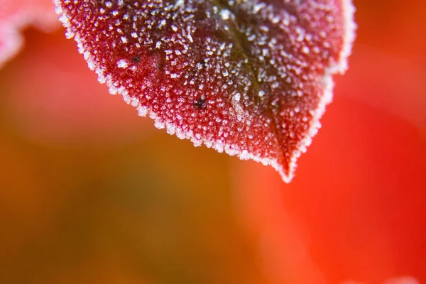 Красная Арония Листья Морозным Краем Утренняя Сцена Саду Осеннее Утро — стоковое фото