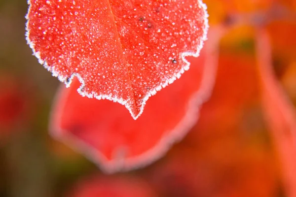 Όμορφα Κόκκινα Φύλλα Αρόνιας Παγωμένη Άκρη Πρωινή Σκηνή Στον Κήπο — Φωτογραφία Αρχείου
