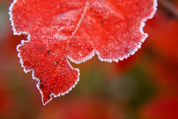 Schöne Rote Aronia Blätter Mit Einem Frostigen Rand Morgenstimmung Garten — Stockfoto