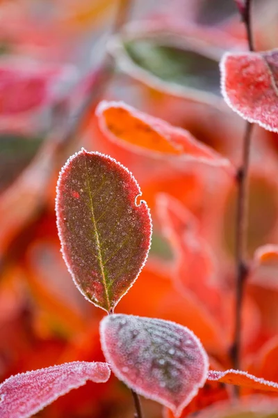 Όμορφα Κόκκινα Φύλλα Αρόνιας Παγωμένη Άκρη Πρωινή Σκηνή Στον Κήπο — Φωτογραφία Αρχείου