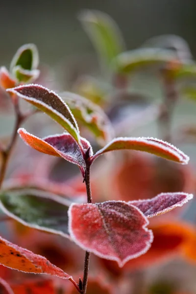 Hermosas Hojas Aronia Roja Con Borde Helado Escena Matutina Jardín — Foto de Stock